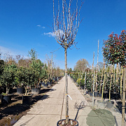 Cercis can. 'Forest Pansy' 200 cm stam container 12-14