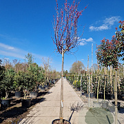 Cercis can. 'Forest Pansy' 200 cm stam container 14-16 hoge lei
