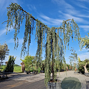 Cedrus l. 'Glauca Pendula' 220 cm stam container 30-35 lei 150x150