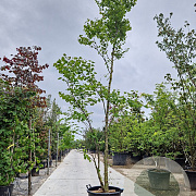 Cercis siliquastrum 350-400 cm container