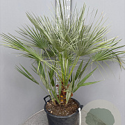 Chamaerops humilis 100-110 cm 25L