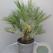 Chamaerops humilis 80 cm 5,0L