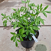 Choisya ternata 30-40 cm 7,5L
