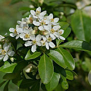Choisya ternata 80-100 cm container