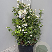 Choisya t. White Dazzler 60-80 cm 20L