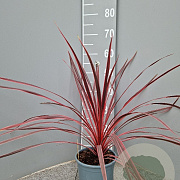 Cordyline aus. Charlie Boy 80 cm P17