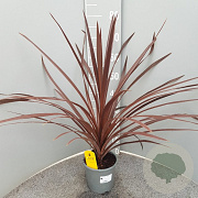 Cordyline aus. 'Red Star' 80 cm P17