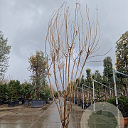 Cotinus coggygria 250-300 cm cont. 110L meerstammig