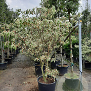 Cornus controversa 'Variegata' 200-250 cm container meerstammig
