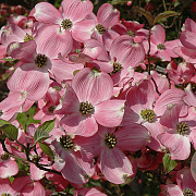 Cornus fl. 'Cherokee Brave' 250-300 cm cont. 160L