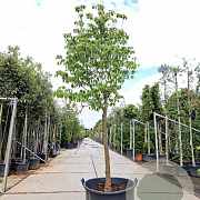Cornus florida rubra 120 cm stam container 16-18