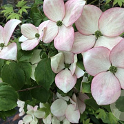 Cornus k. 'Miss Petty' 200-250 cm cont. 130L meerstammig