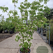 Cornus k. 'Milky Way' 150-175 cm container 
