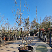 Cornus k. 'Milky Way' 250-300 cm container meerstammig