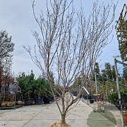 Cornus k. 'Milky Way' 250-300 cm container meerstammig