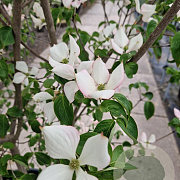 Cornus k. 'Satomi' 250-300 cm cont. 130L meerstammig