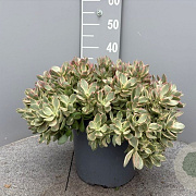 Crassula ovata GM 9L