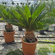 Cycas revoluta 50-70 cm 6L