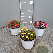 Delosperma Ice Cream P14