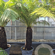 Dicksonia antarctica 100 cm stam container