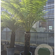 Dicksonia antarctica 110 cm stam container