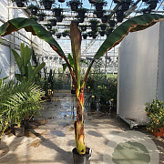 Ensete ventricosum 'Maurelii' 225-250 cm 25L