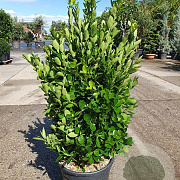 Euonymus japonicus 100-125 cm 35L