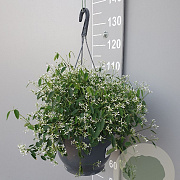 Euphorbia 'Silver Fog' GM C6L
