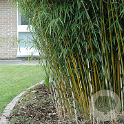 Fargesia robusta 'Campbell' 225-250 cm 15L