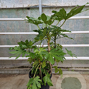 Fatsia japonica 80-100 cm 30L