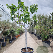 Ficus carica 120 cm stam container 20-25