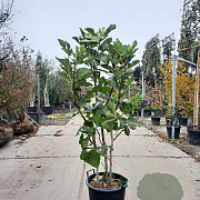 Ficus carica 125-150 cm container meerstammig