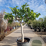 Ficus carica 160 cm stam container 20-25