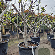 Ficus carica 50 cm stam container 25-30 extra