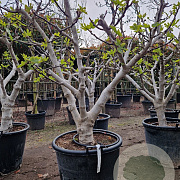 Ficus carica 50 cm stam container 35-40 bol