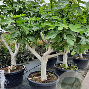 Ficus carica 50 cm stam container 40-50 extra
