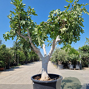 Ficus carica 70 cm stam cont. 350L 50-60