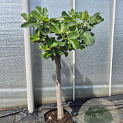 Ficus carica 80 cm stam 25L 20-25