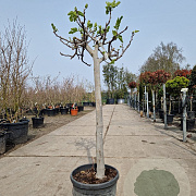Ficus carica 80 cm stam container 16-18 lei 120x120