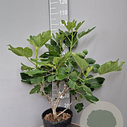 Ficus car. 'Brown Turkey' 60-70 cm 10L