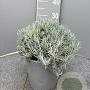 Helichrysum italicum GM C3