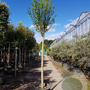 Hibiscus syriacus 180 cm stam container 20-25