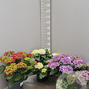 Hydrangea macrophylla 40-50 cm 5,0L