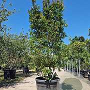 Lagerstroemia i. 'Country Red' 200-250 cm cont. 95L