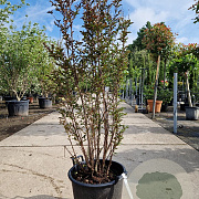 Lagerstroemia indica 125-150 cm container meerstammig