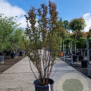 Lagerstroemia indica 150-175 cm container meerstammig