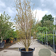 Lagerstroemia indica 175-200 cm container meerstammig