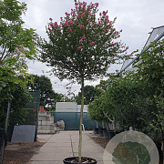 Lagerstroemia indica 180 cm stam cont. 110L 16-18