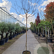 Lagerstroemia indica 180 cm stam container 8-10