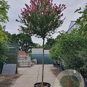 Lagerstroemia indica 200 cm stam cont. 130L